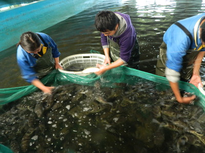 海安 以特色農(nóng)業(yè)為基，串起旅游開發(fā)協(xié)同發(fā)展鏈