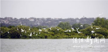 湛江與華僑城集團(tuán)攜手推進(jìn)全域旅游開(kāi)發(fā)，譜寫文旅融合新篇章